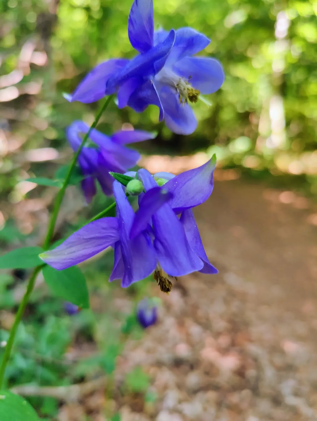 Etappe 19: Ancy-Dornot ⇒ Pagny-sur-Moselle (GR5) - foto 1