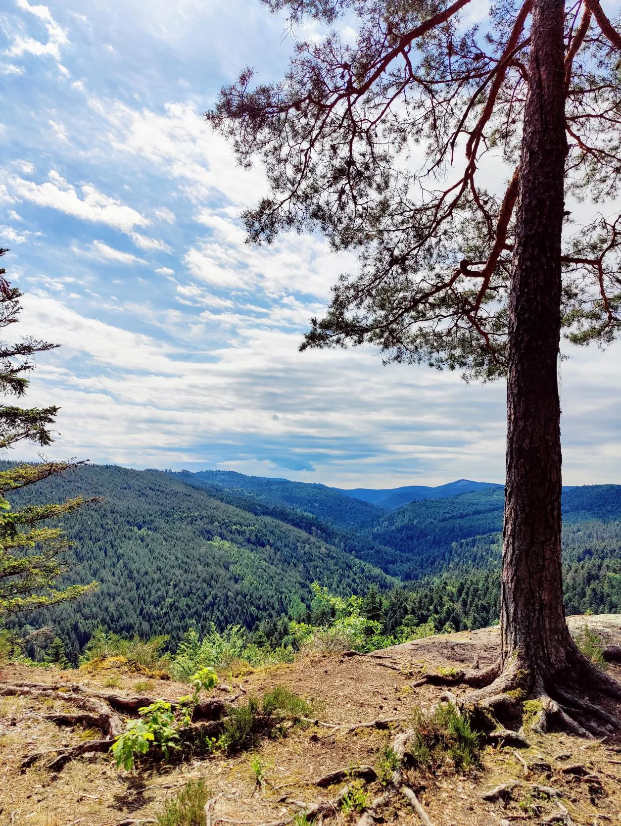 Etappe 28: Saint-Quirin ⇒ Col du Donon (GR5) - foto 4