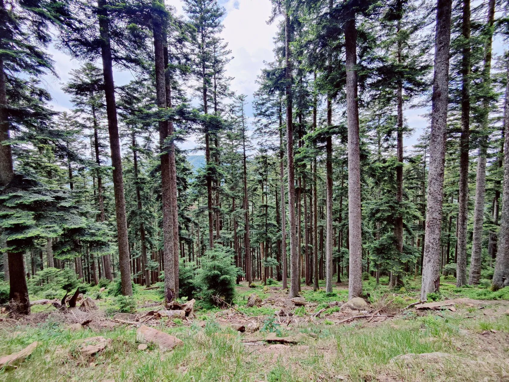 Etappe 28: Saint-Quirin ⇒ Col du Donon (GR5) - foto 6