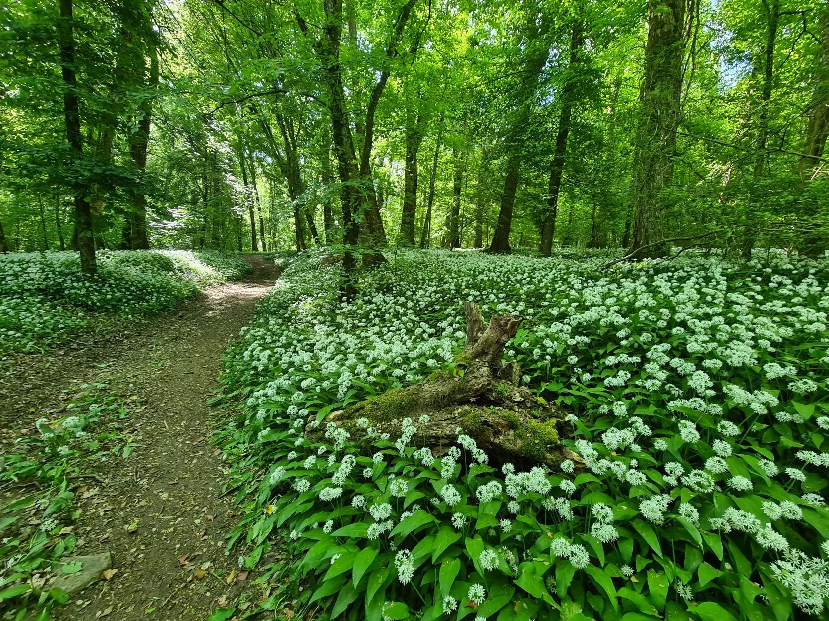 Etappe 17: Kédange-sur-Canner ⇒ Metz (GR5) - foto 2