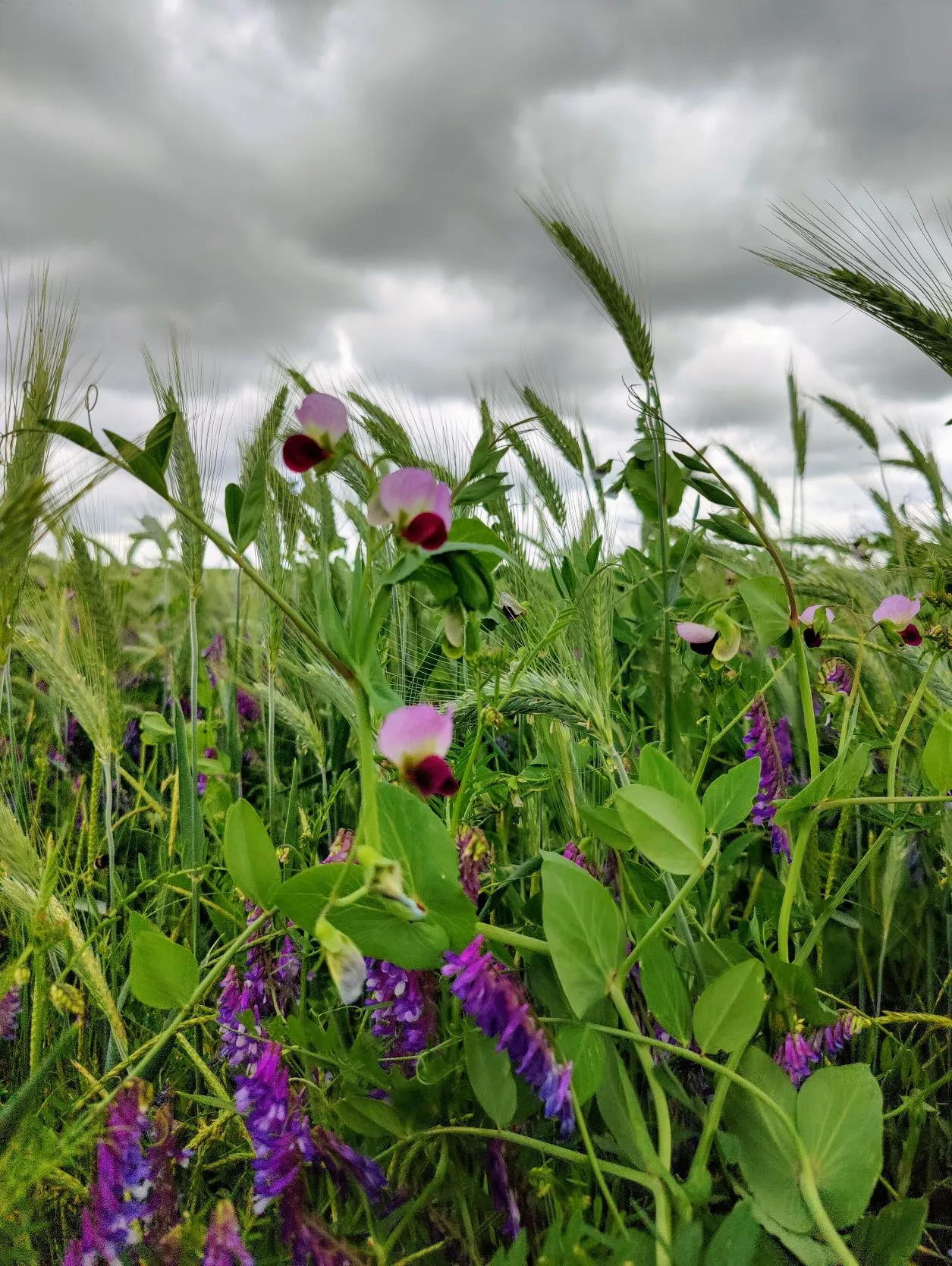 Etappe 25: Val-de-Bride ⇒ Rhodes (GR5) - foto 4
