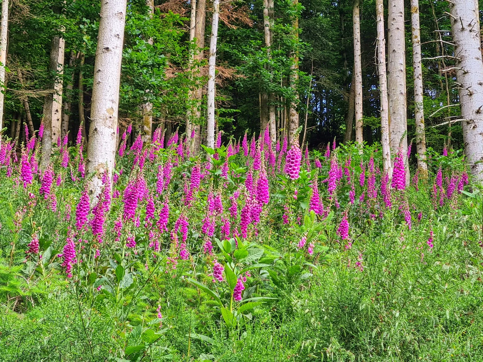 Etappe 32: Barr ⇒ Scherwiller - foto 3