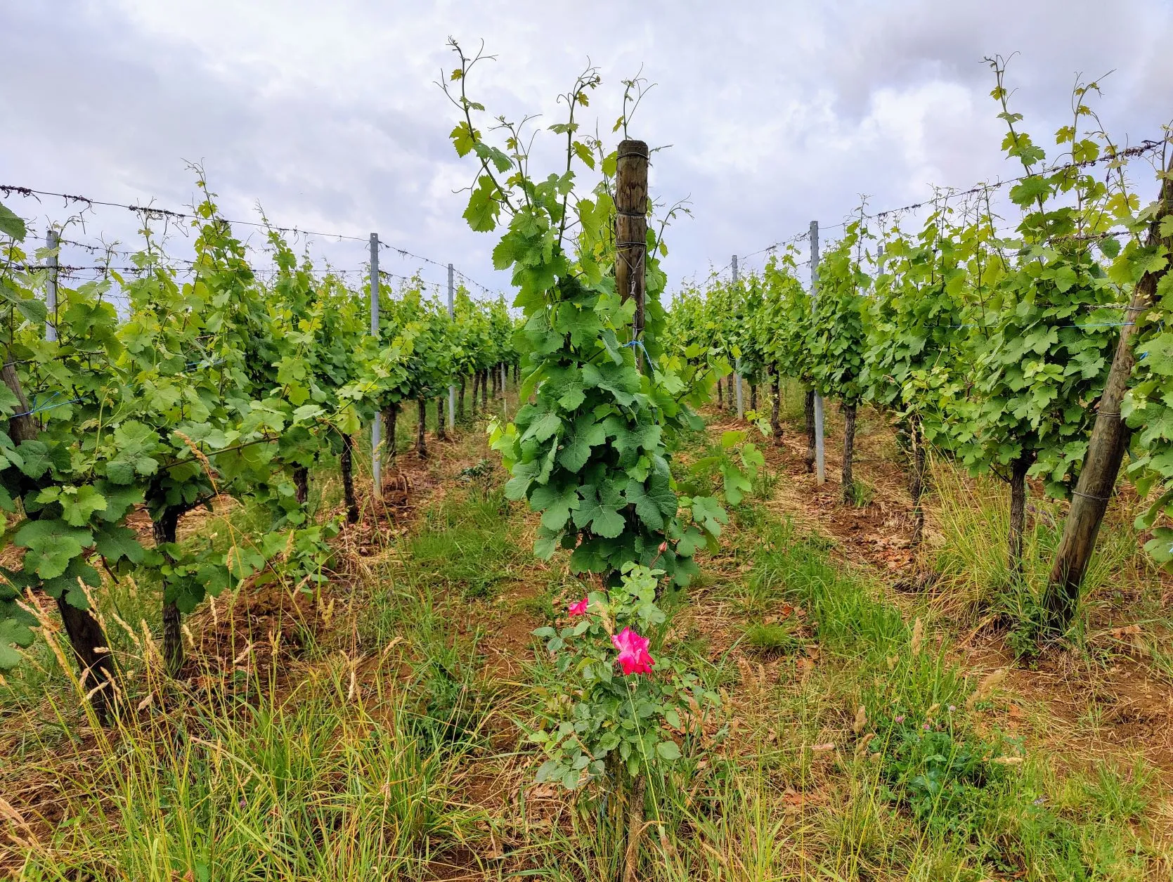 Etappe 32: Barr ⇒ Scherwiller - foto 1