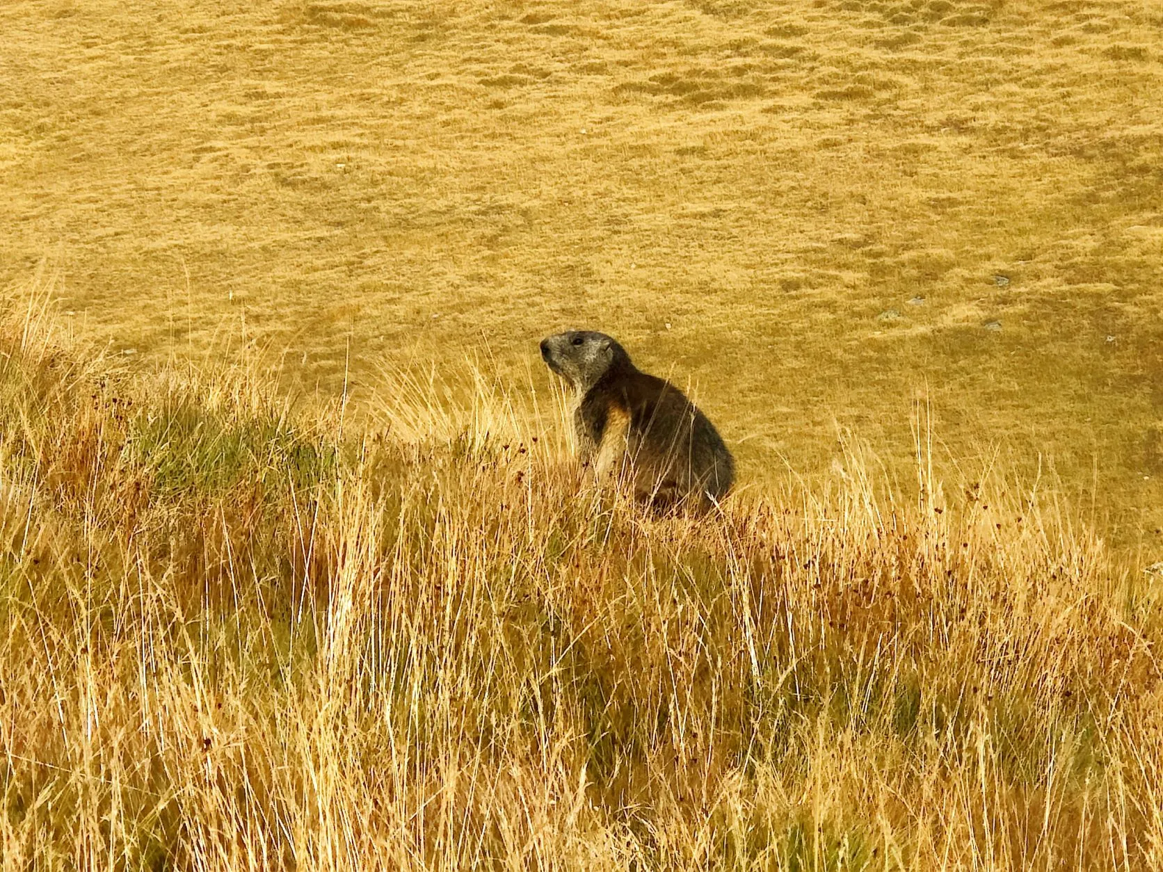 Etappe 71: Refuge du Plan du Lac ⇒ Refuge de l’Arpont - foto 7