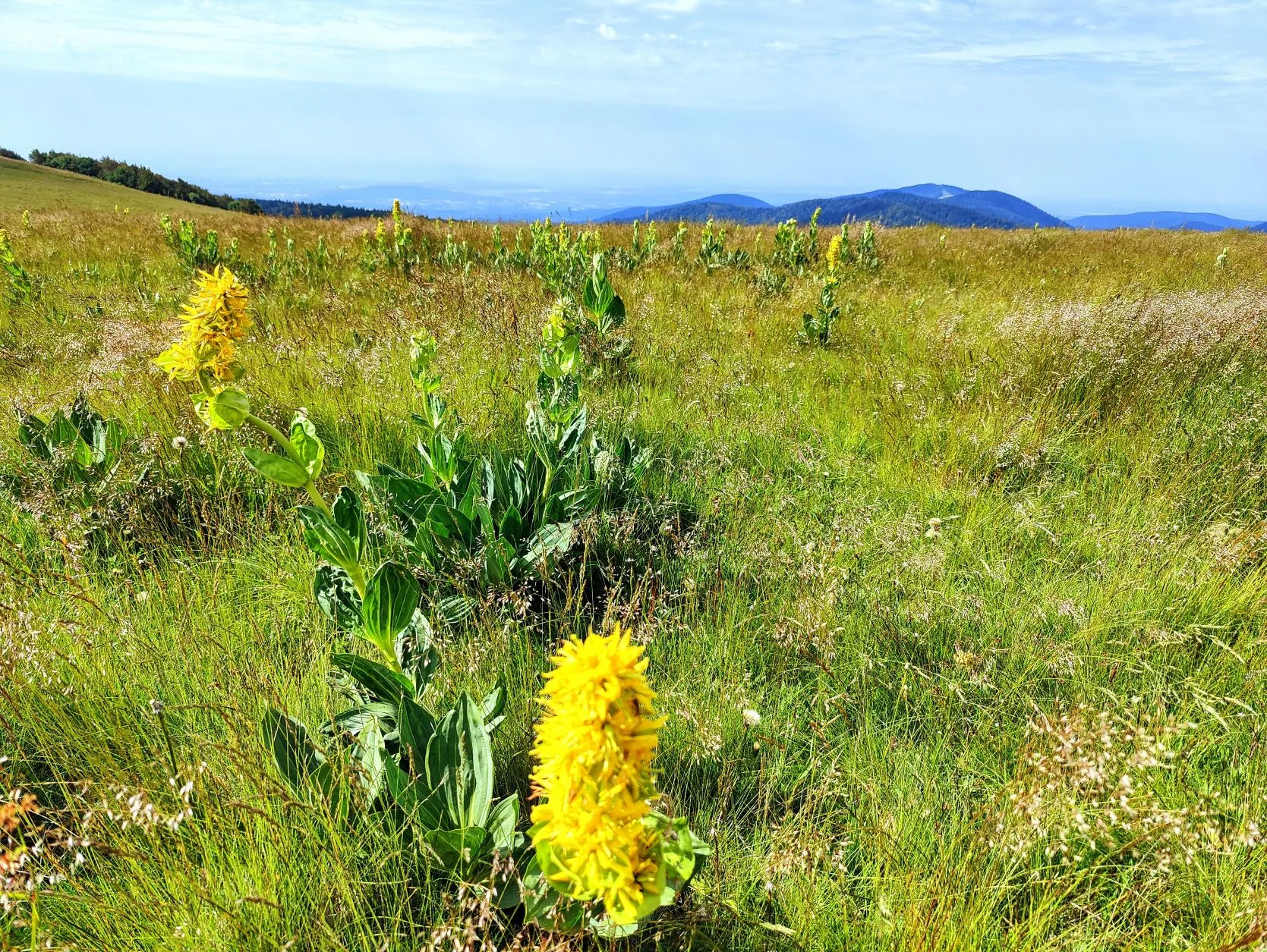 Etappe 40: Cabane le Petite Chaume ⇒ Giromagny (GR5) - foto 4