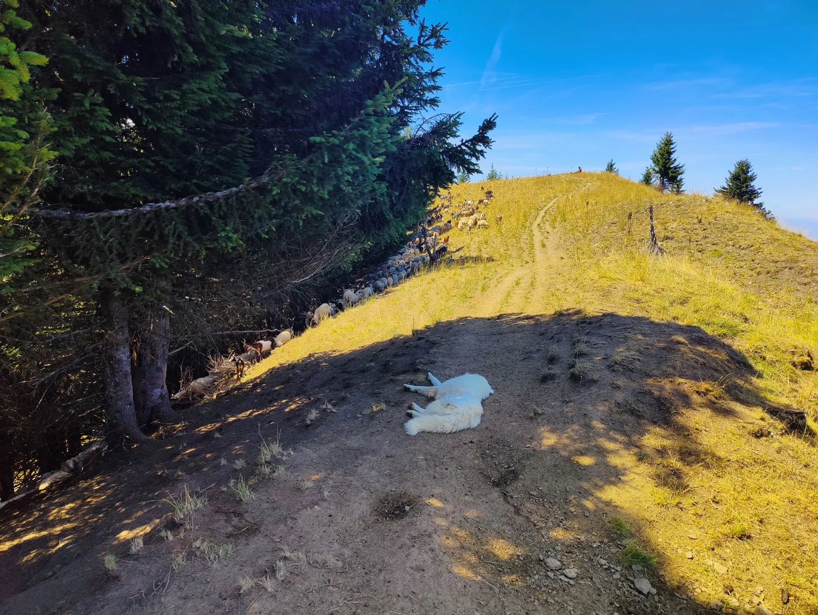 Etappe 57: Vinzier ⇒ Montagne de Neuteu - foto 5