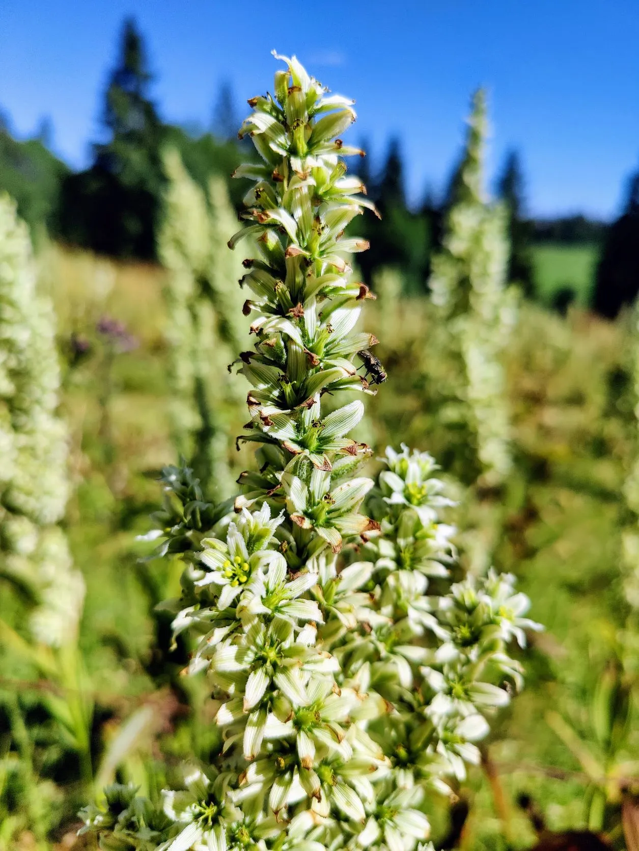 Etappe 48: Les Brenets ⇒ Cabane du Mont Châteleu - foto 2