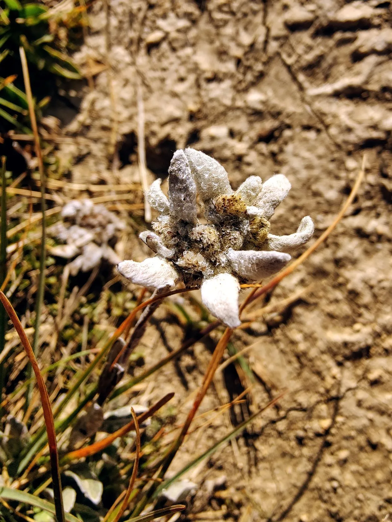 Etappe 68: Refuge du Col du Palet ⇒ Val d’Isere - foto 4