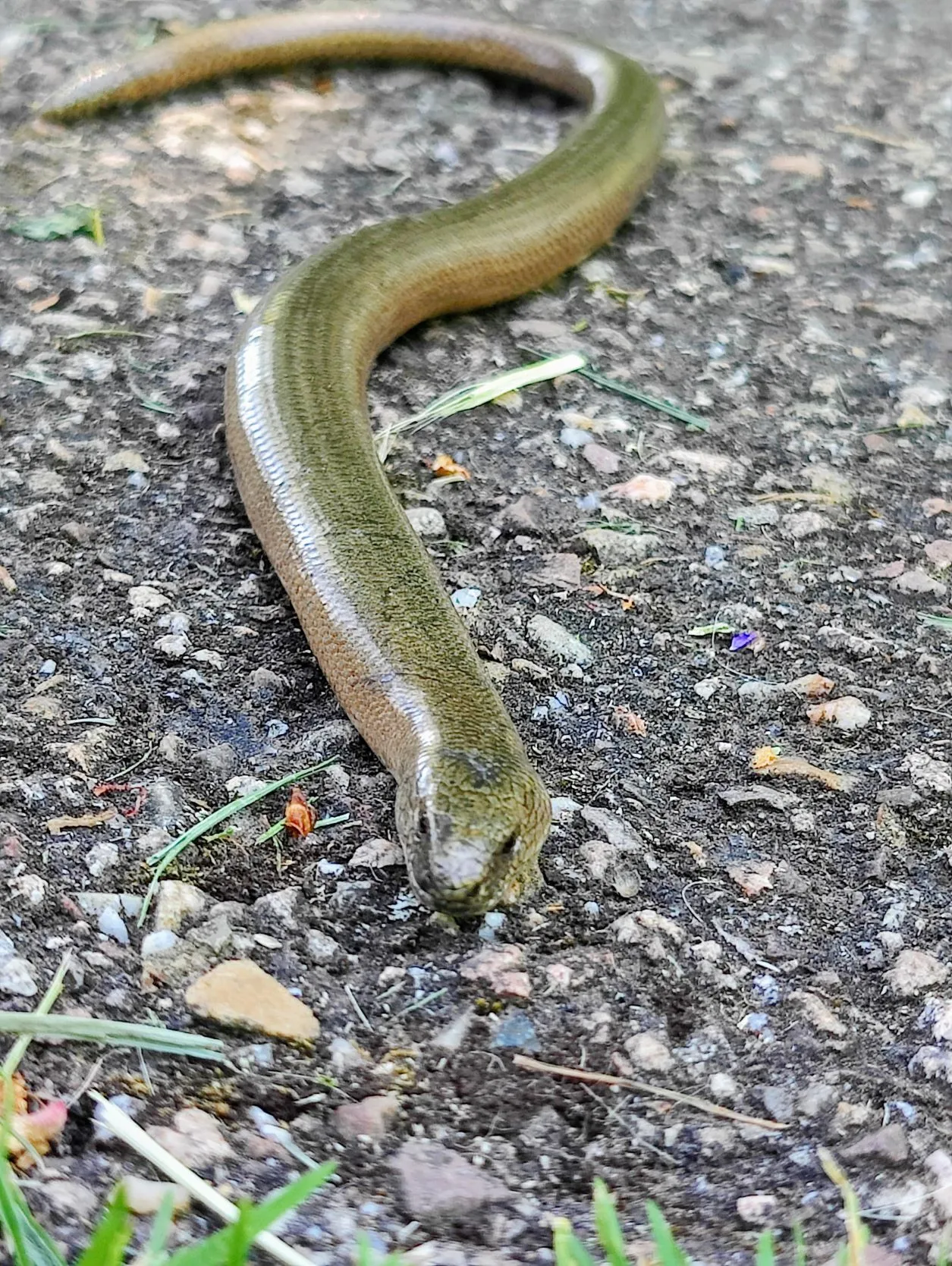 Etappe 19: Ancy-Dornot ⇒ Pagny-sur-Moselle (GR5) - foto 4