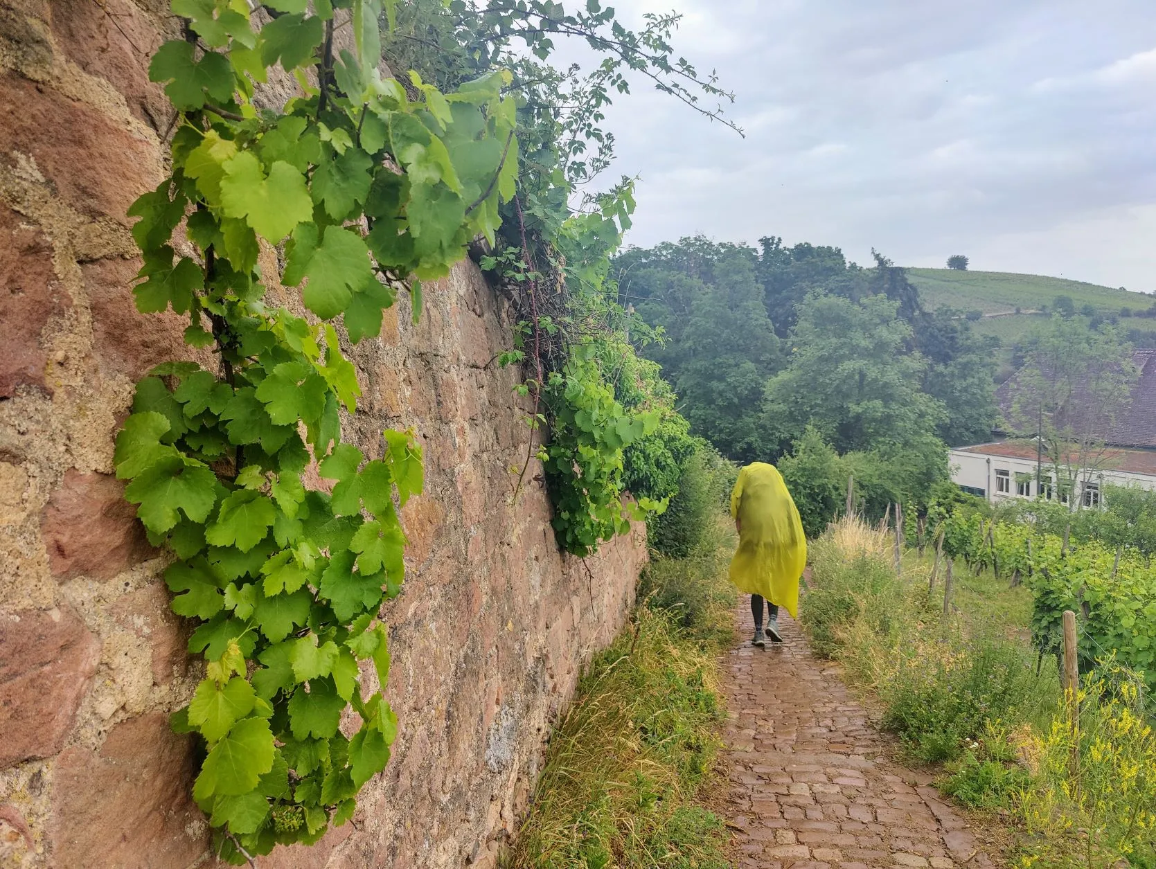 Etappe 33: Scherwiller ⇒ Ribeauvillé (GR5) - foto 5