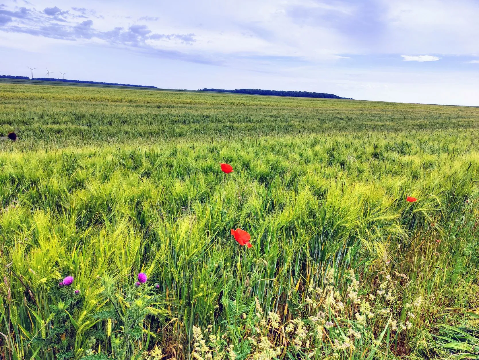 Etappe 23: Brin-sur-Seille ⇒ Vic-sur-Seille (GR5) - foto 2