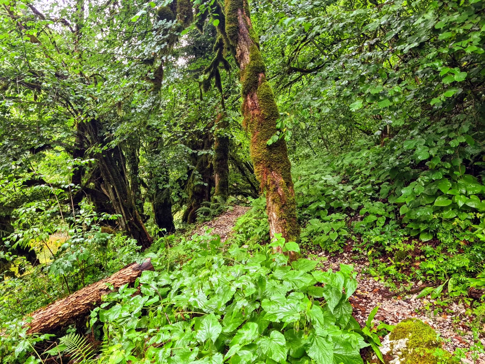 Etappe 46: Abri des Pêcheurs ⇒ Les Brenets - foto 2