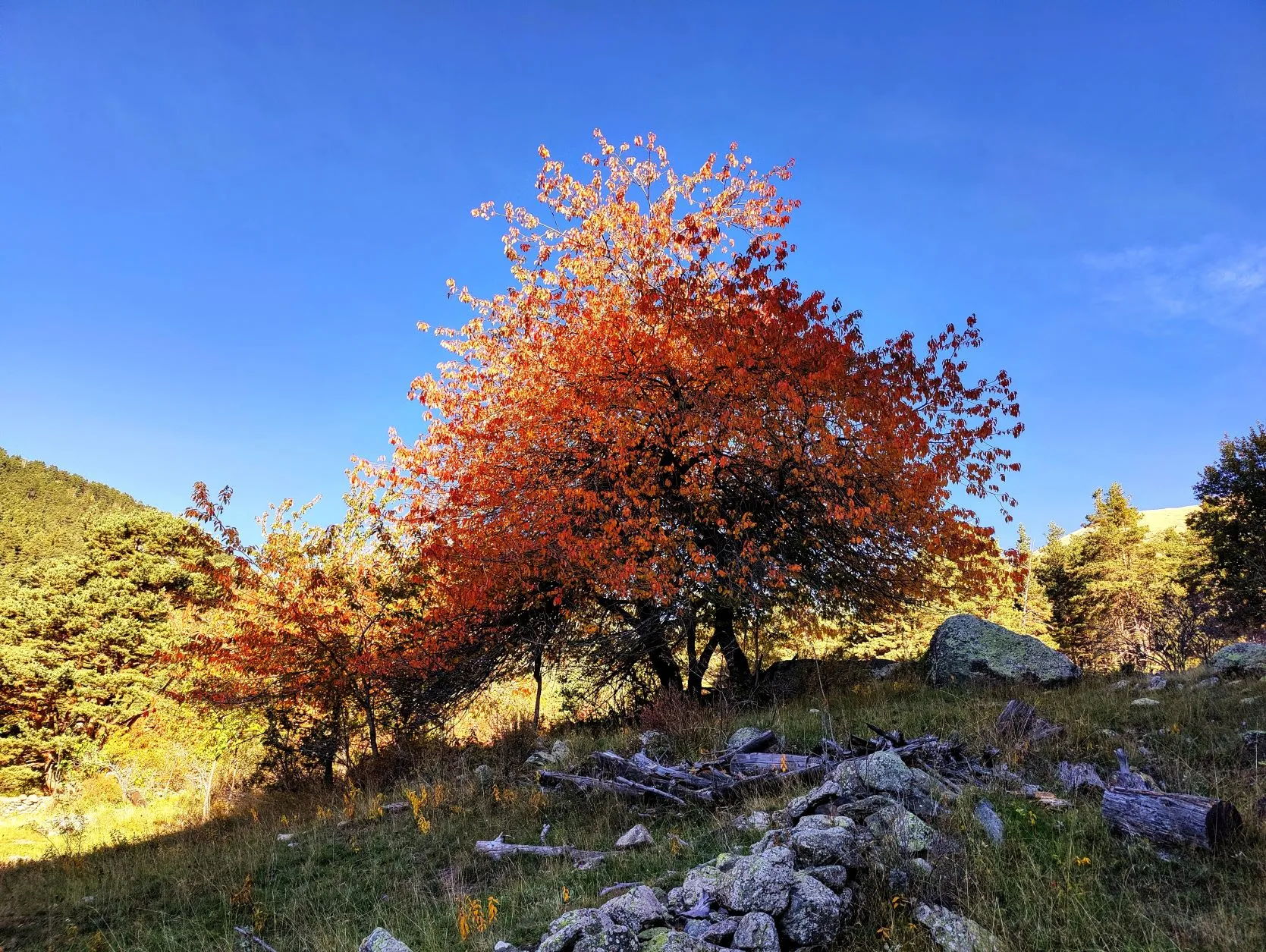 Etappe 87: Saint-Dalmas ⇒ Boréon - foto 1