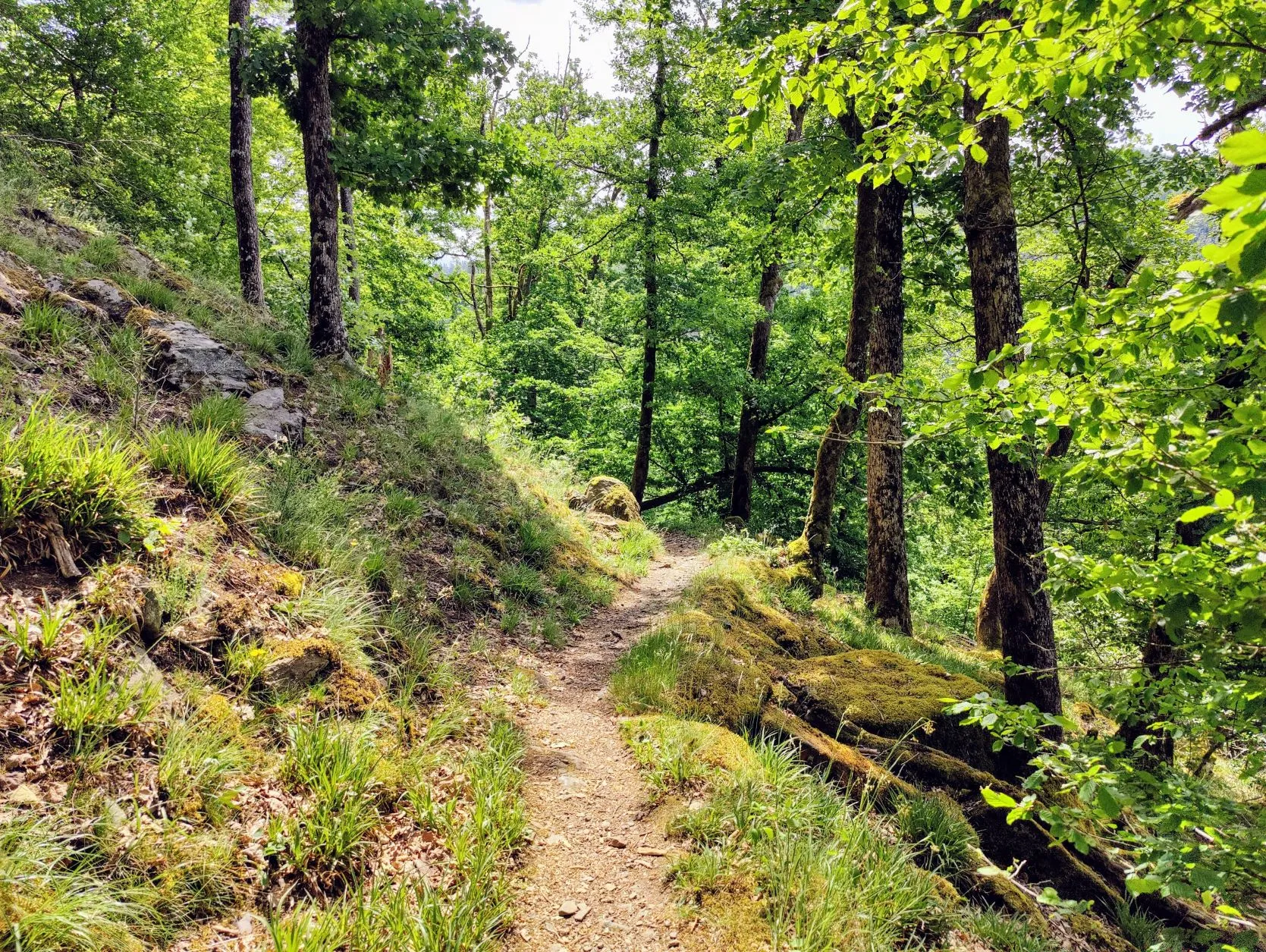 Etappe 29: Col du Donon ⇒ Schirmeck (GR5) - foto 3