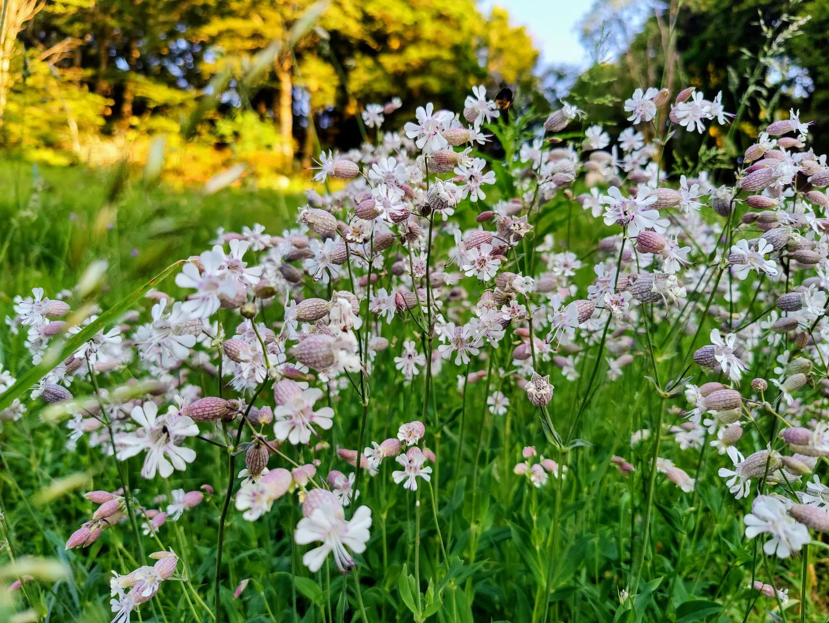 Etappe 39: Thann ⇒ Cabane le Petite Chaume (GR5) - foto 7