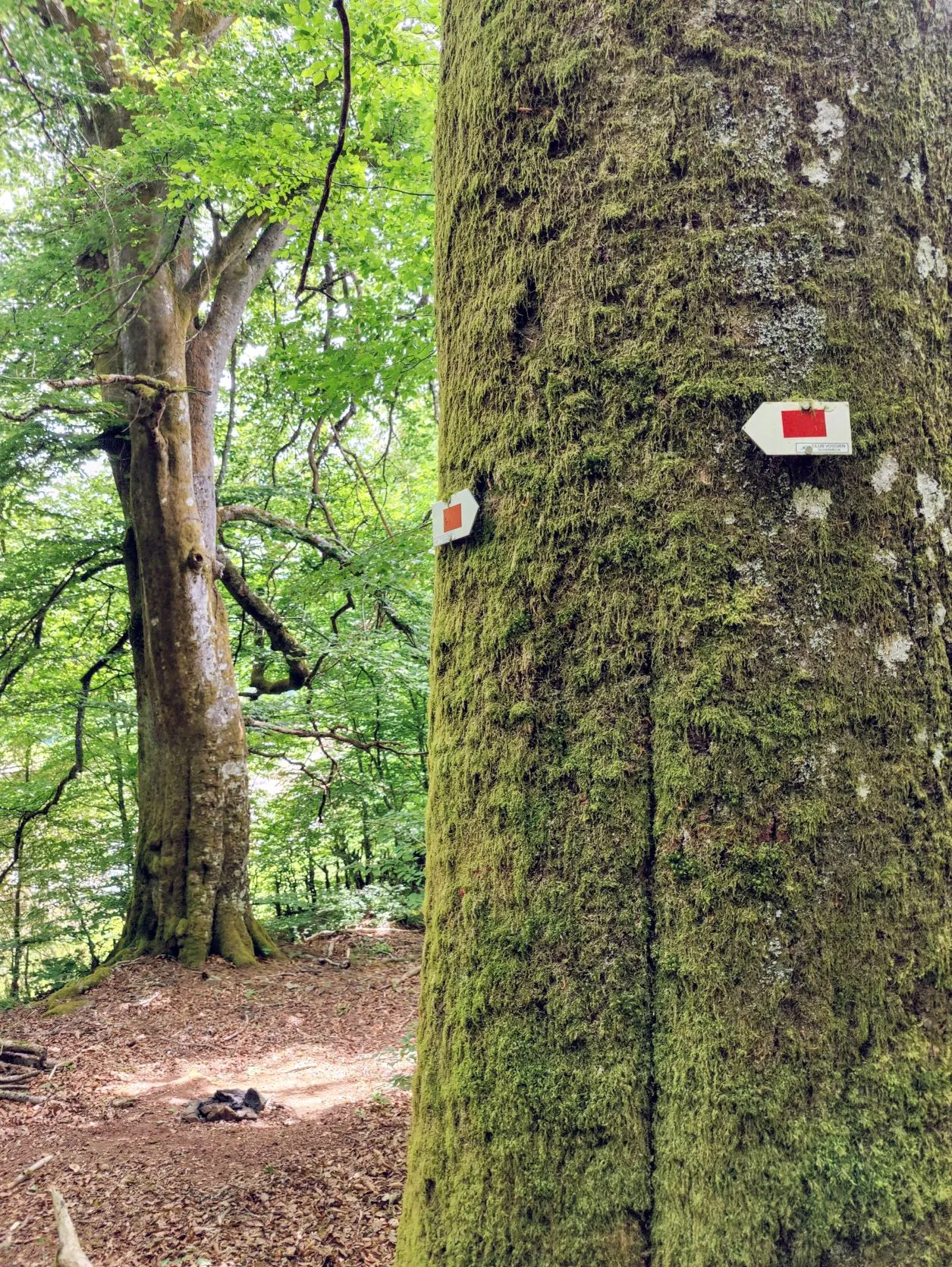 Etappe 29: Col du Donon ⇒ Schirmeck (GR5) - foto 4