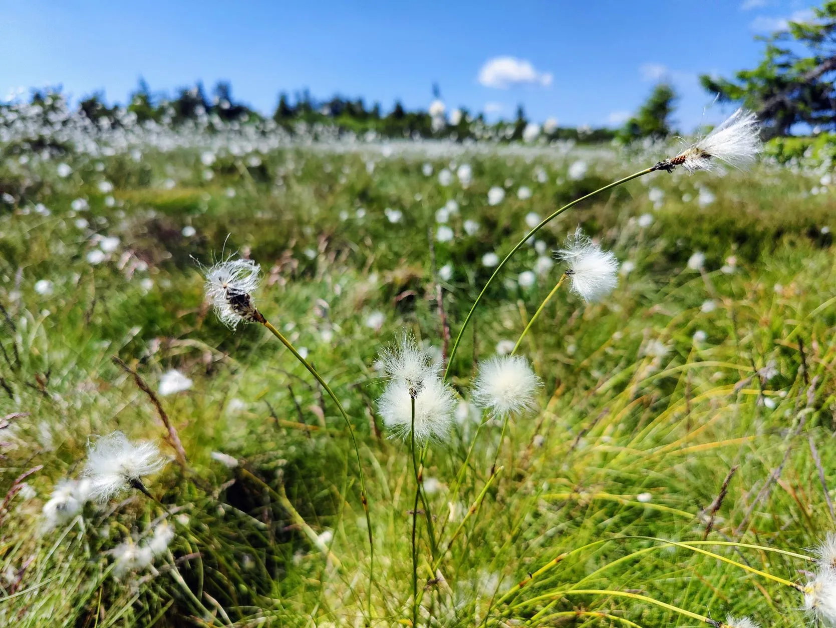 Etappe 36: Lac Blanc ⇒ Mittlach (GR5) - foto 2