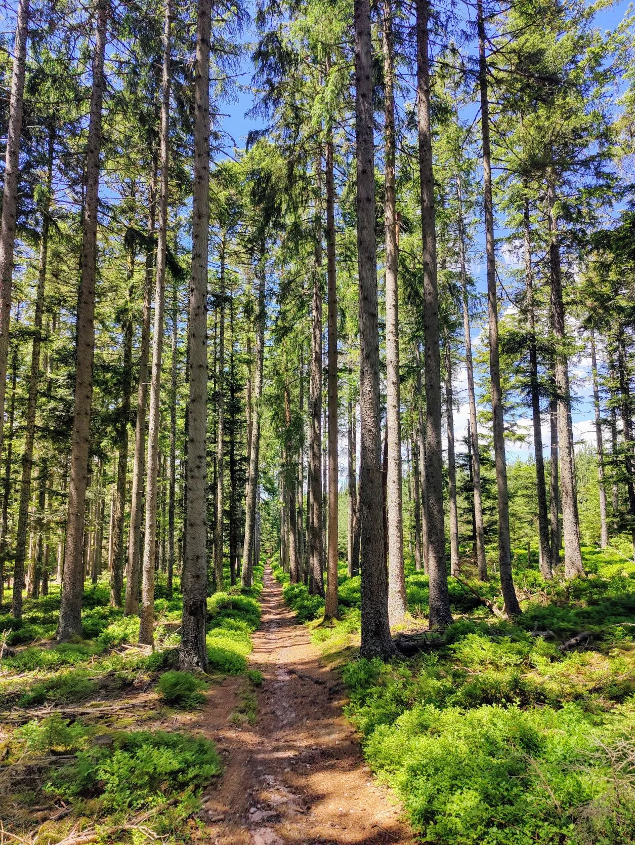 Etappe 34: Ribeauvillé ⇒ Faurupt (GR5) - foto 3