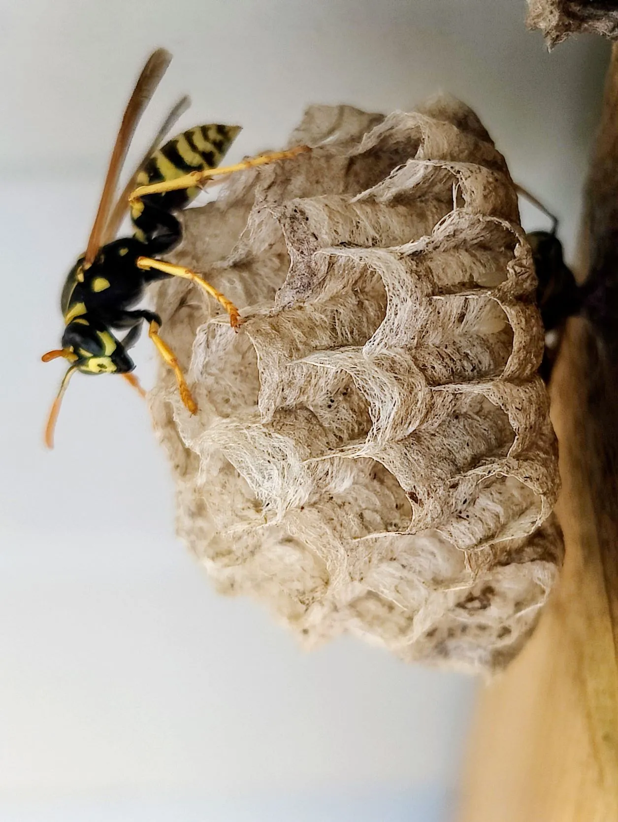 Etappe 23: Brin-sur-Seille ⇒ Vic-sur-Seille (GR5) - foto 4