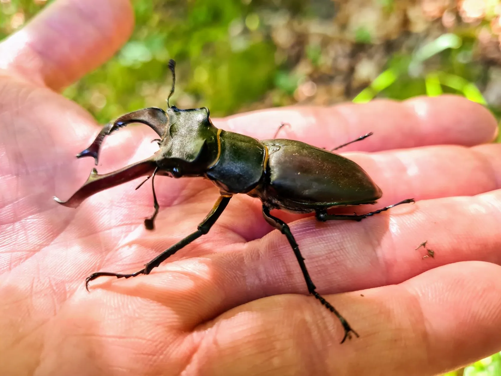 Etappe 34: Ribeauvillé ⇒ Faurupt (GR5) - foto 1