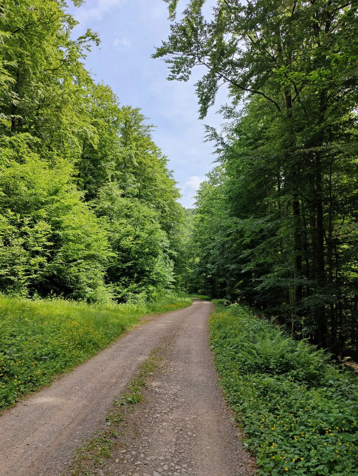 Etappe 29: Col du Donon ⇒ Schirmeck (GR5) - foto 1