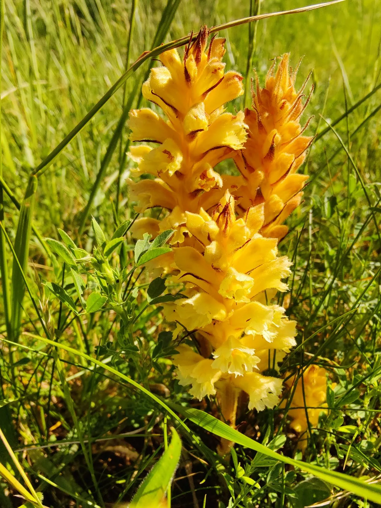 Etappe 21: Pont-à-Mousson ⇒ Liverdun (GR5) - foto 3