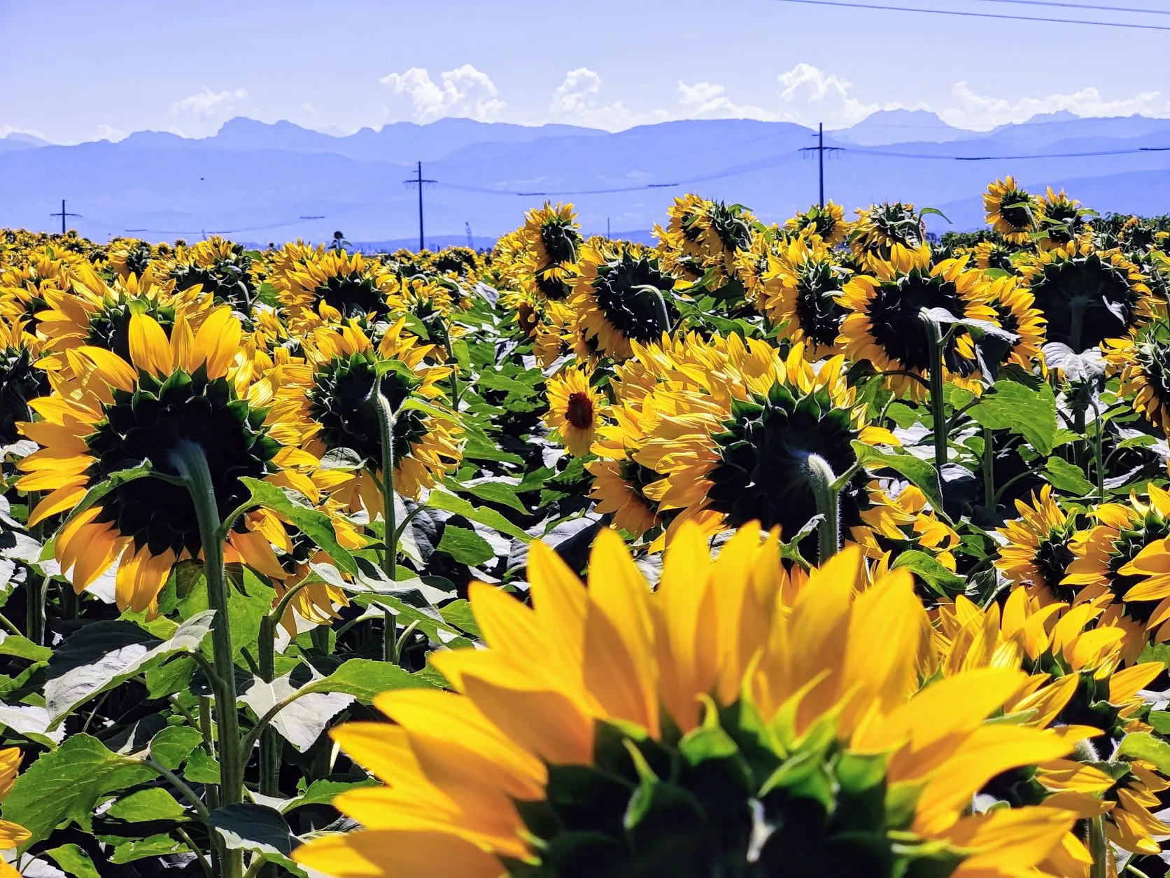 Etappe 55: Saint-Cergue ⇒ Nyon - foto 3