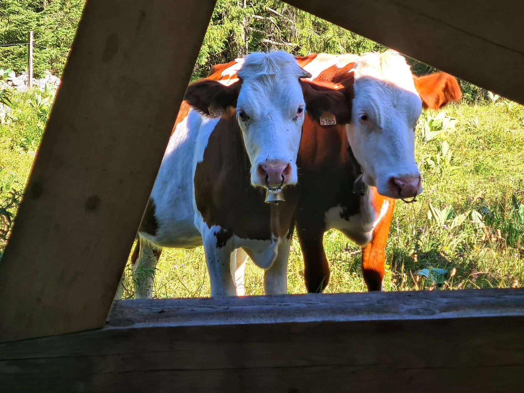 Etappe 52: Mouthe ⇒ Chapelle-des-Bois - foto 7