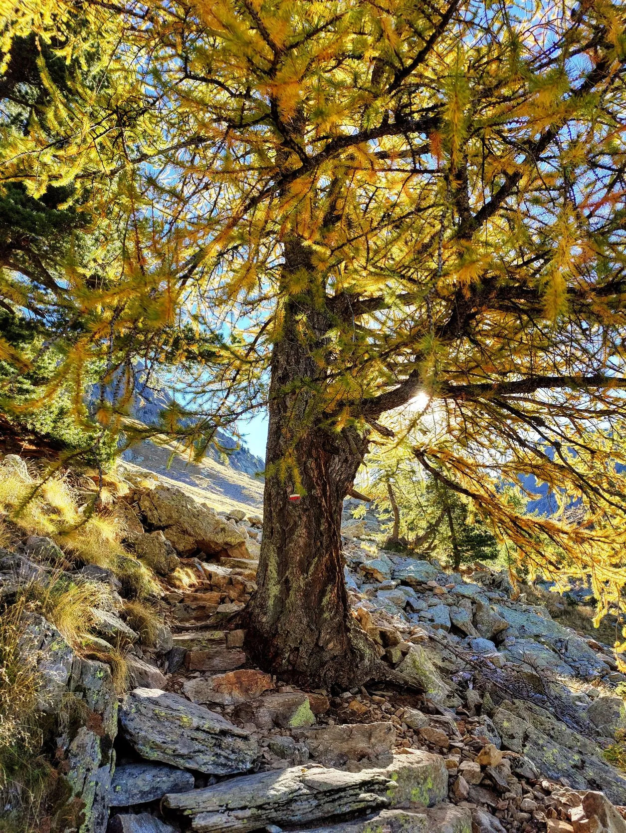 Etappe 88: Le Boréon ⇒ Vallon de la Fous - foto 4