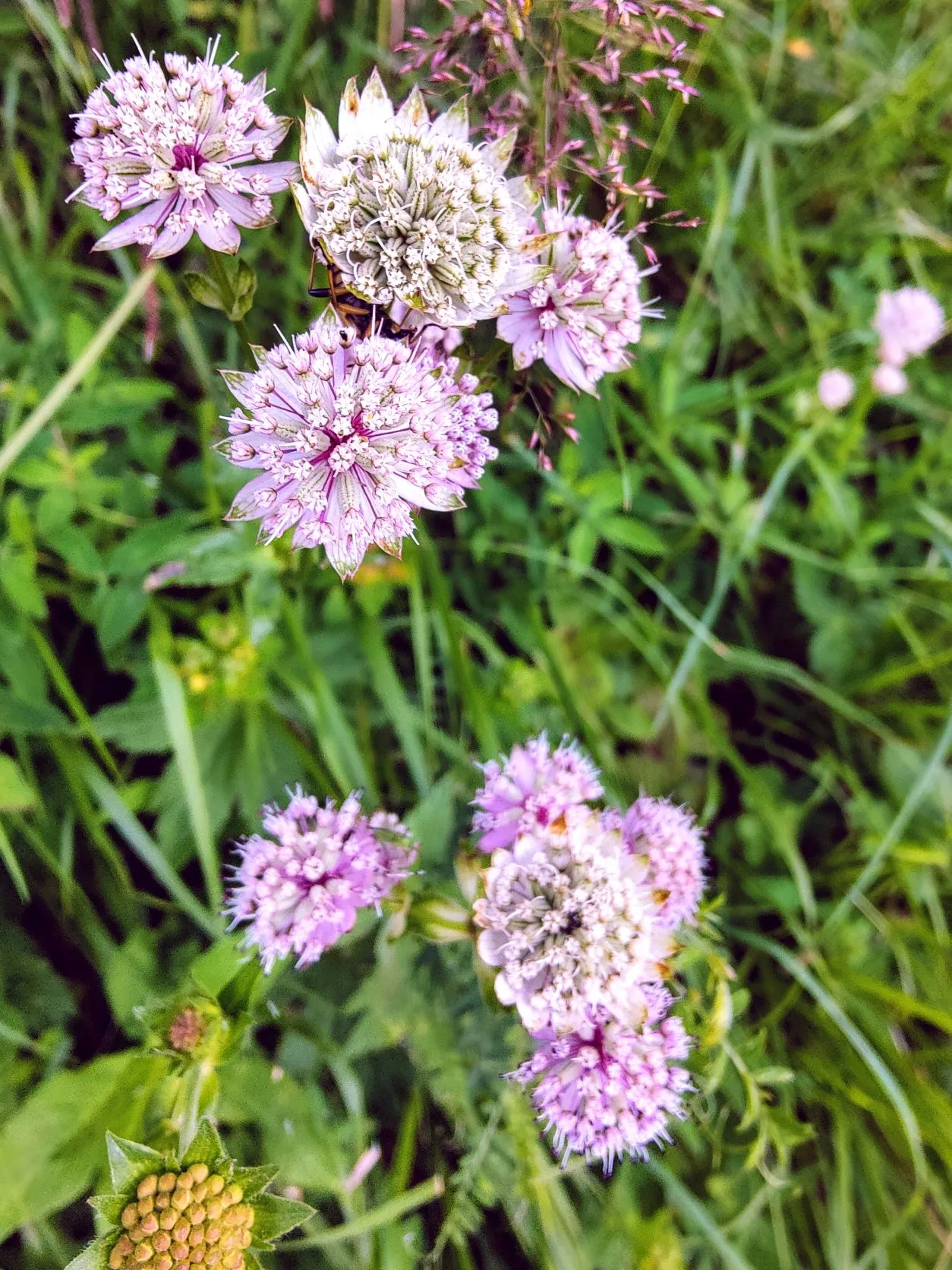 Etappe 50: Pontarlier ⇒ Les Hôpitaux-Neufs - foto 1