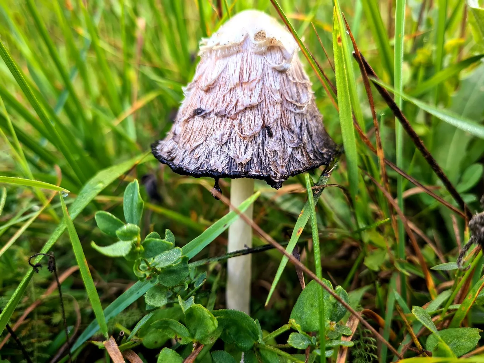 Etappe 77: Montgenèvre ⇒ Briançon - foto 2