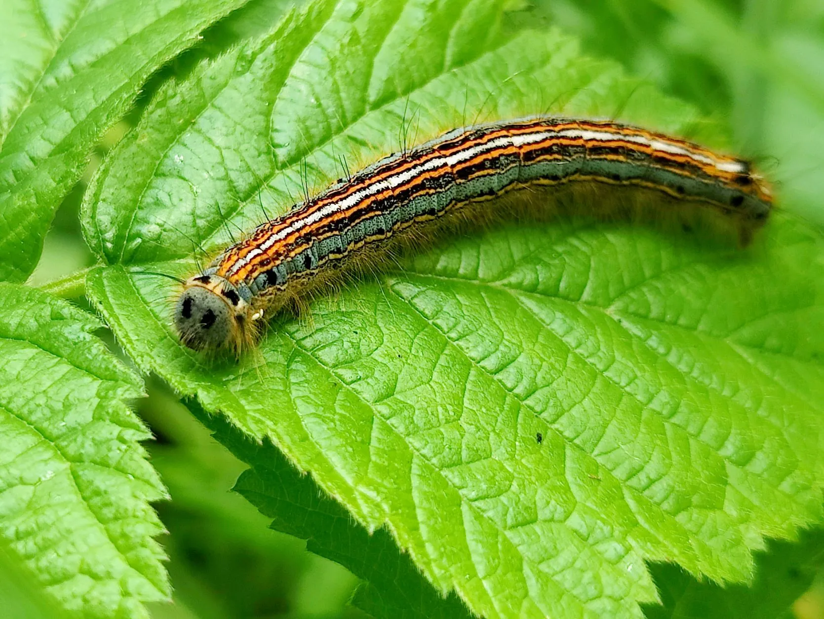 Etappe 25: Val-de-Bride ⇒ Rhodes (GR5) - foto 6