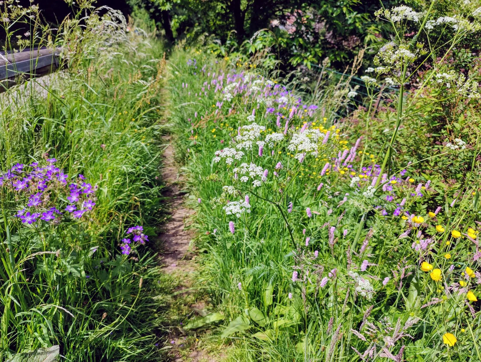 Etappe 29: Col du Donon ⇒ Schirmeck (GR5) - foto 2