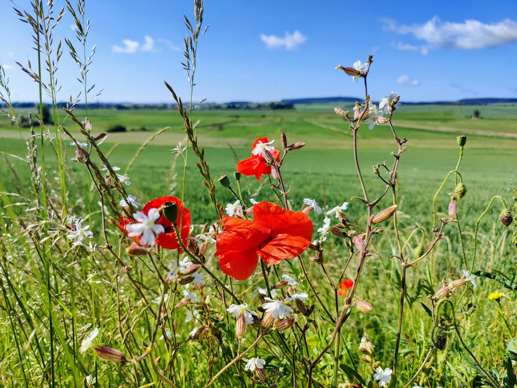 Etappe 24: Vic-sur-Seille ⇒ Val-de-Bride (GR5) - foto 2