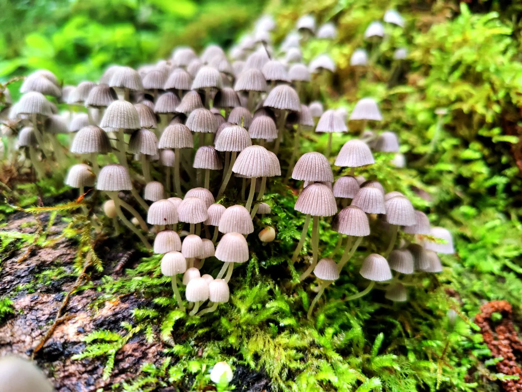 Etappe 46: Abri des Pêcheurs ⇒ Les Brenets - foto 4