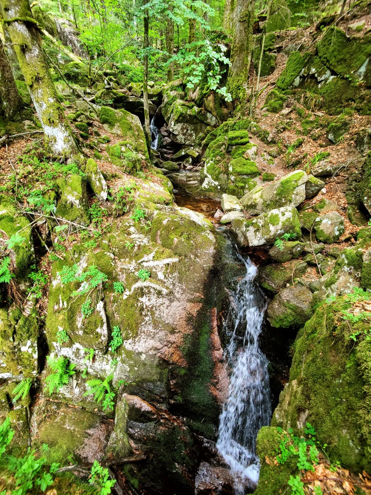 Etappe 40: Cabane le Petite Chaume ⇒ Giromagny (GR5) - foto 6