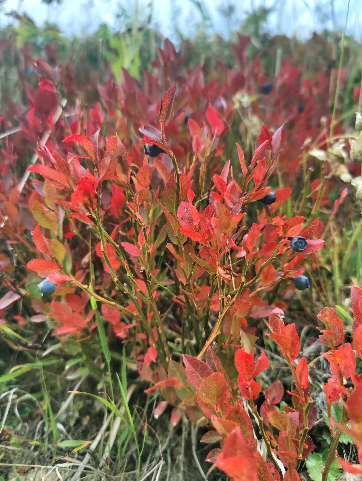 Etappe 66: Les Sauces ⇒ Landry - foto 3