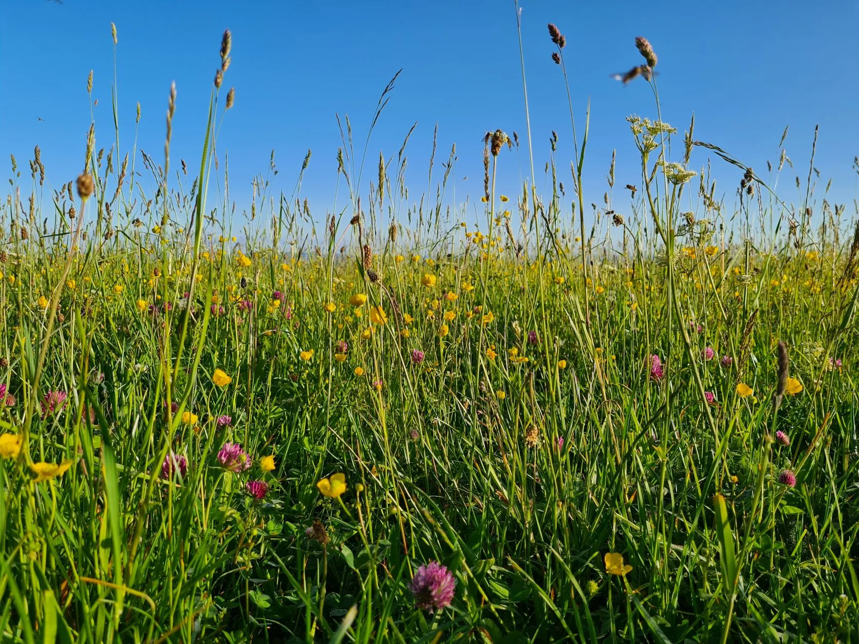 Etappe 35: Faurupt ⇒ Lac Blanc (GR5) - foto 1