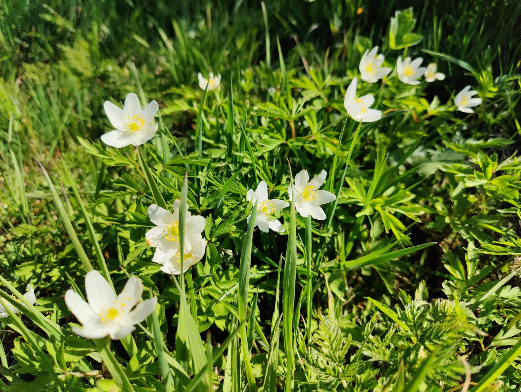 Etappe 3: Baelen – Spa (Aanlooproute) - foto 5