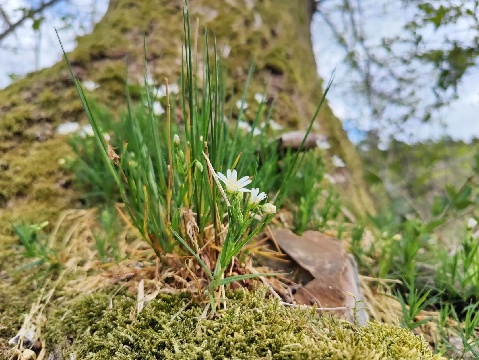 Etappe 4: Spa – Stavelot (GR5) - foto 5