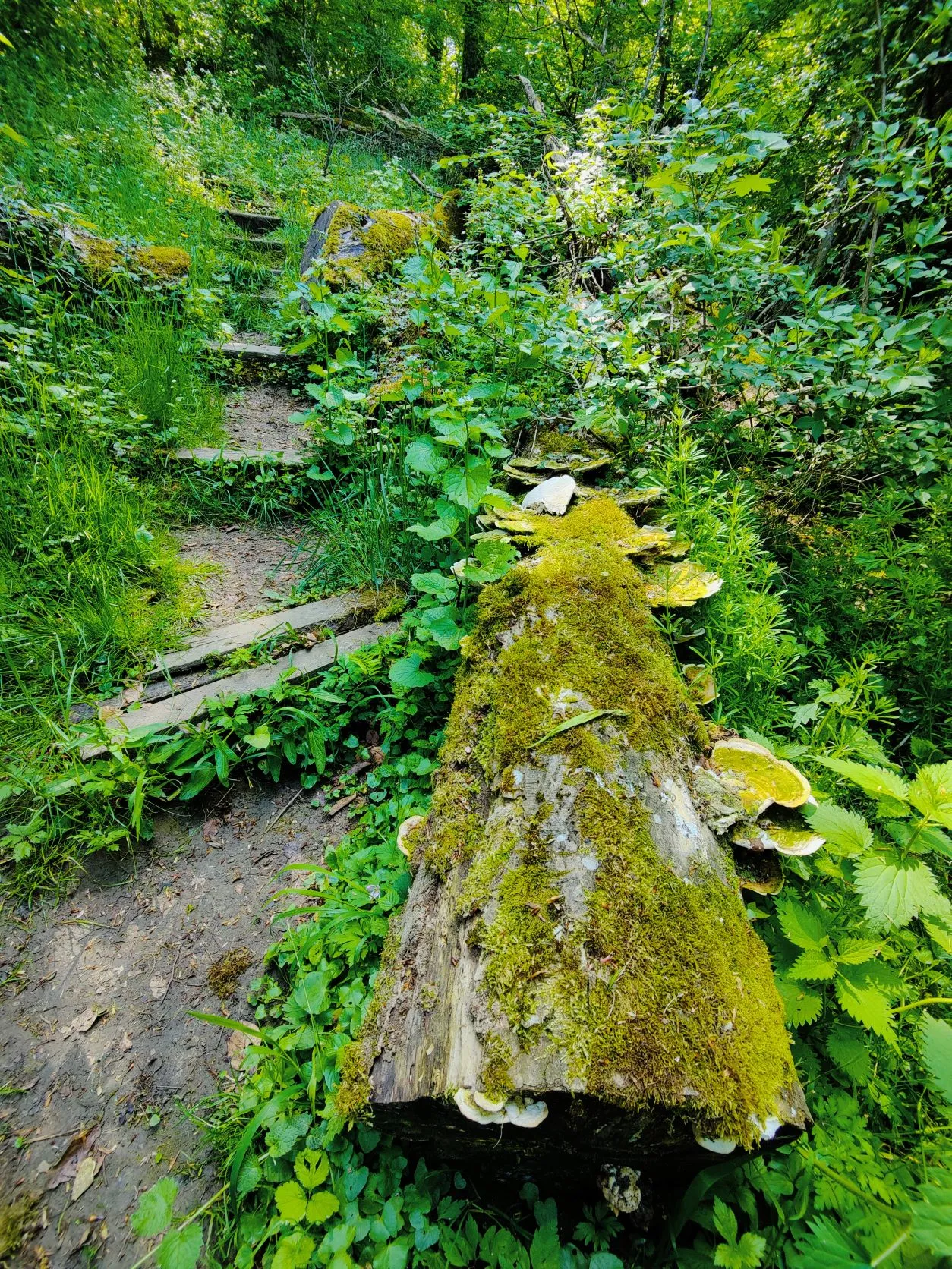 Etappe 13: Wasserbillig – Grevenmacher (GR5) - foto 5