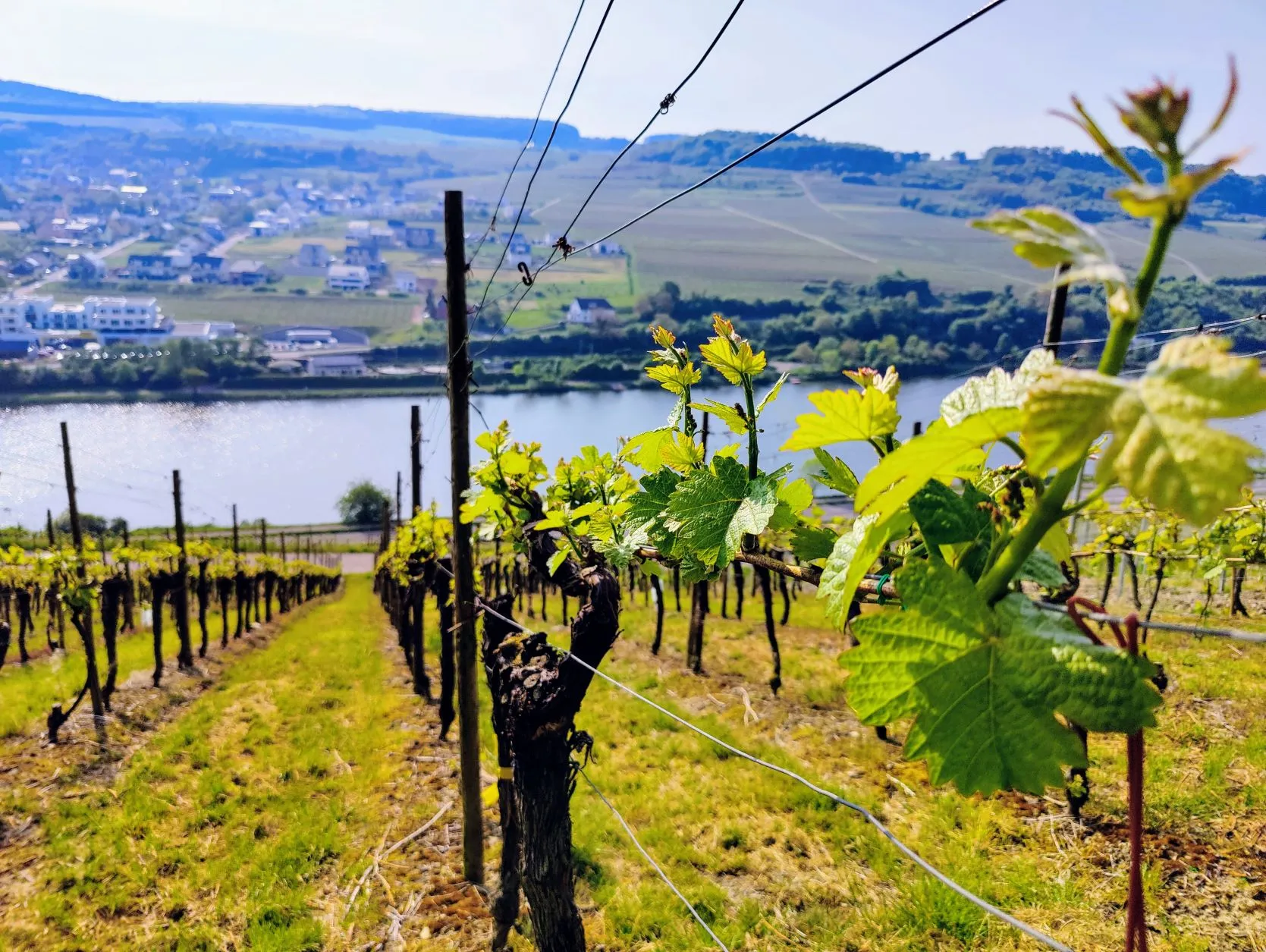 Etappe 14: Grevenmacher – Remich (GR5) - foto 4