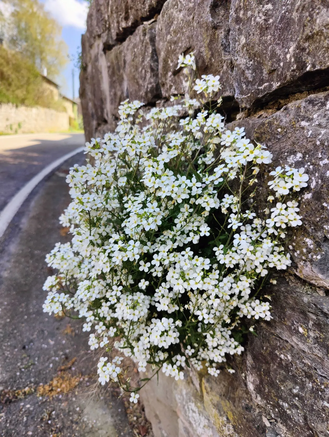 Stage 6: Vielsalm ⇒ Grüfflingen - photo 5