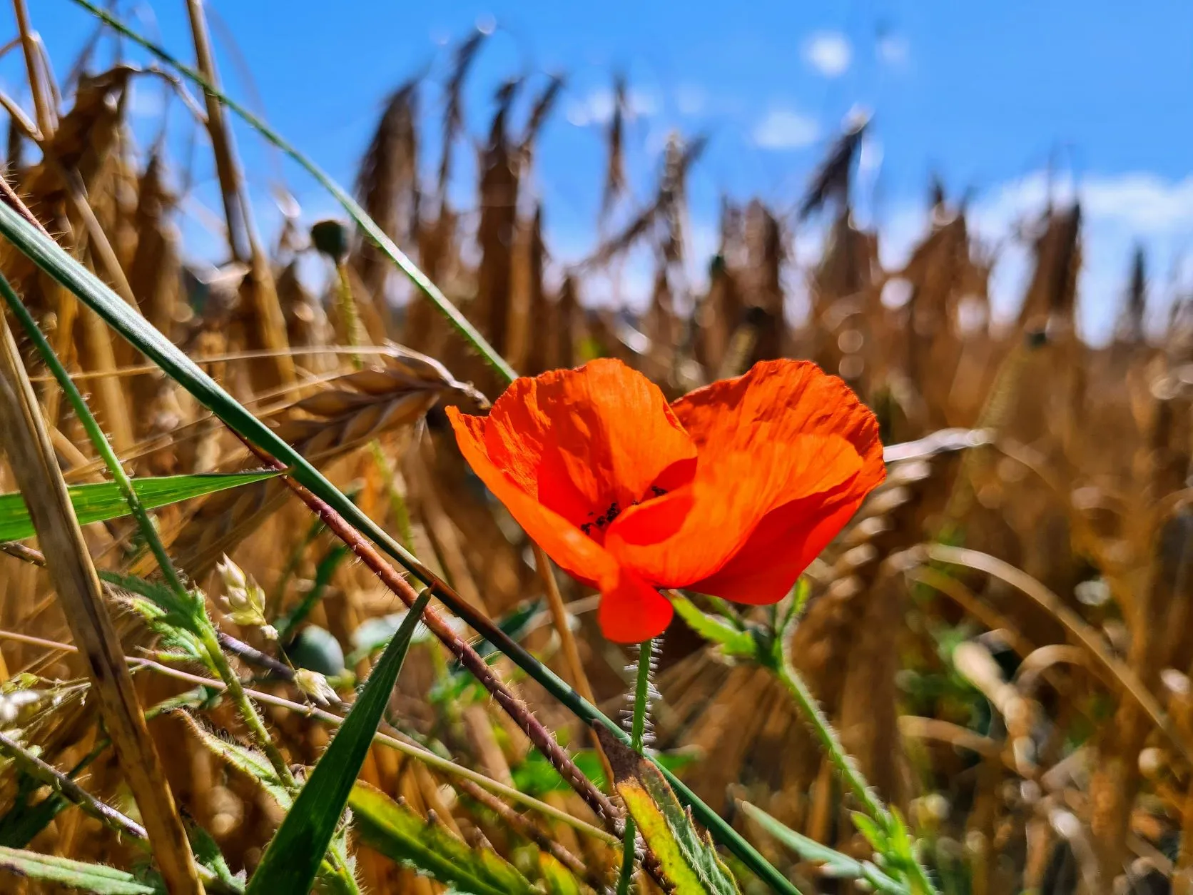 Etappe 42: Belfort ⇒ Dasle - foto 3