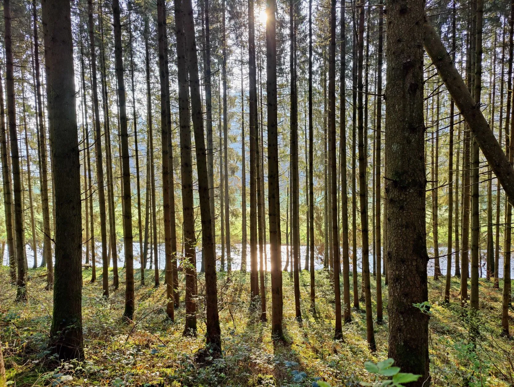 Etappe 8: Tintesmühle ⇒ Stolzembourg (GR5) - foto 1