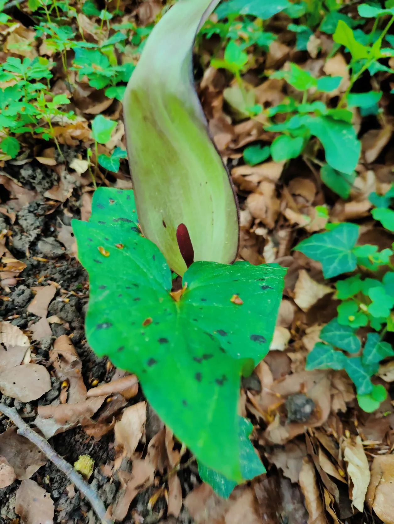 Etappe 12: Echternach – Wasserbillig (GR5) - foto 2