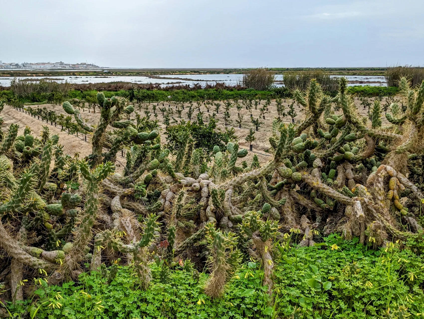 Etappe 9: Ponte de Baixo ⇒ Olhão - foto 2