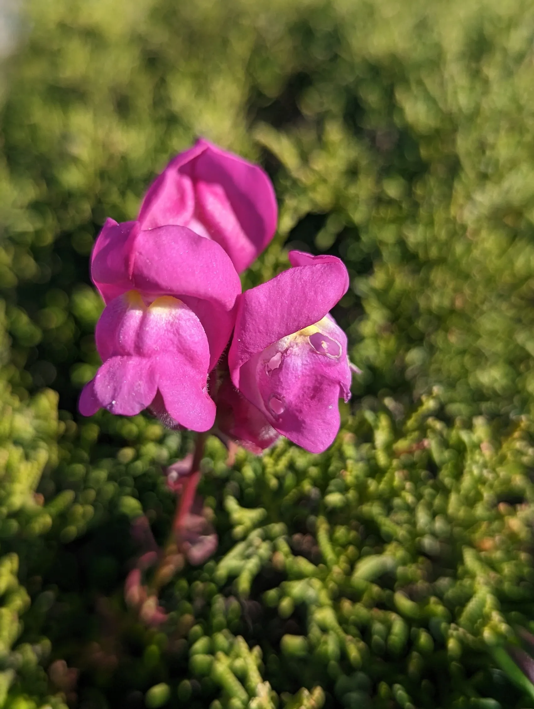 Etappe 1: Farol do Cabo de São Vicente ⇒ Sagres - foto 3