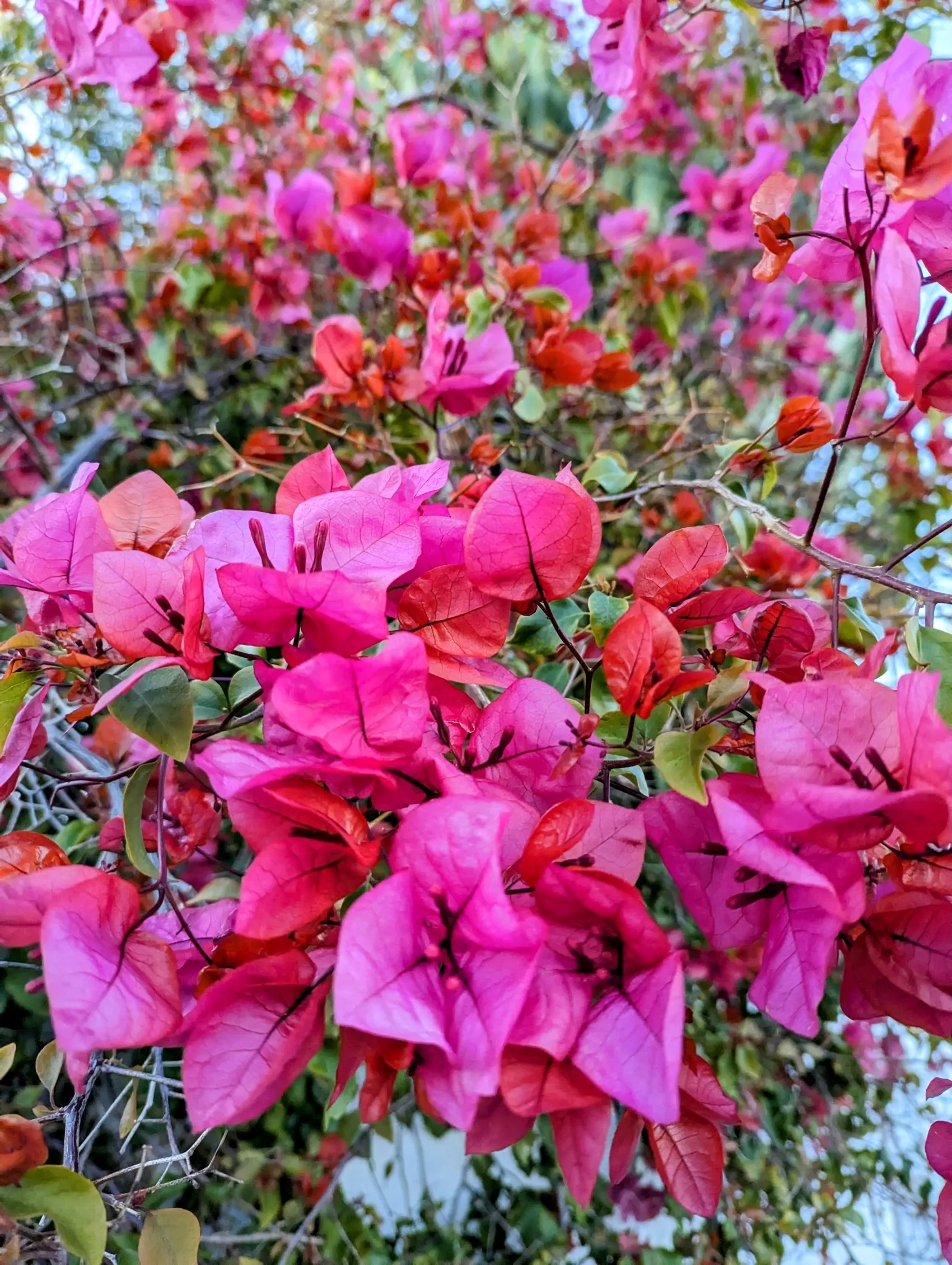 Etappe 7: Armação de Pêra ⇒ Olhos de Água - foto 1