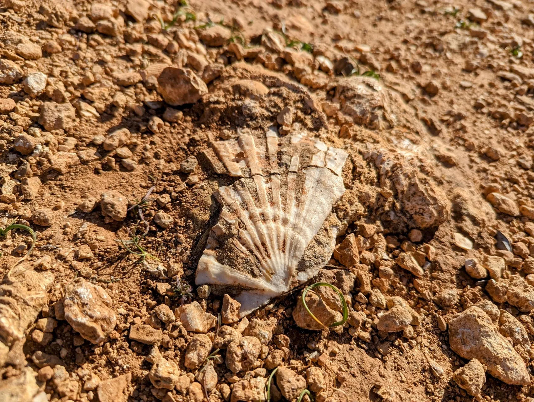 Etappe 6: Ferragudo ⇒ Armação de Pêra - foto 2